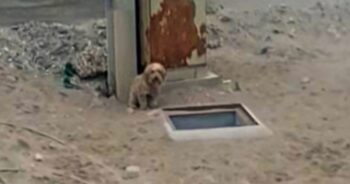 Dog Sits Howling Next To A Hole So Someone Looks Inside