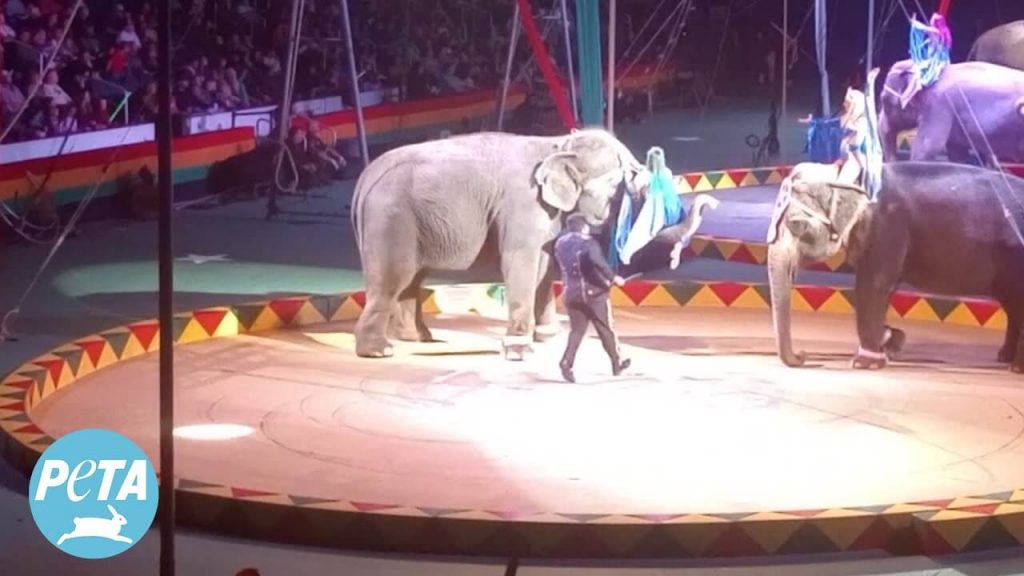 Meet the Elderly Victims of Shrine Circuses Who Desperately Need Your Help