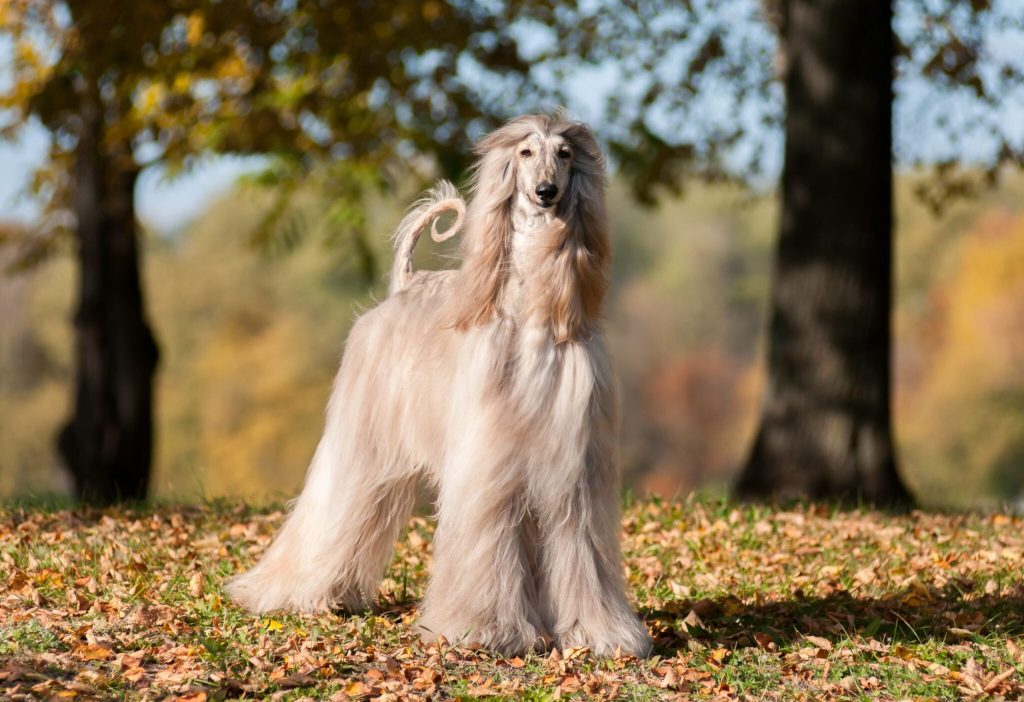 12 Most Challenging Dog Breeds