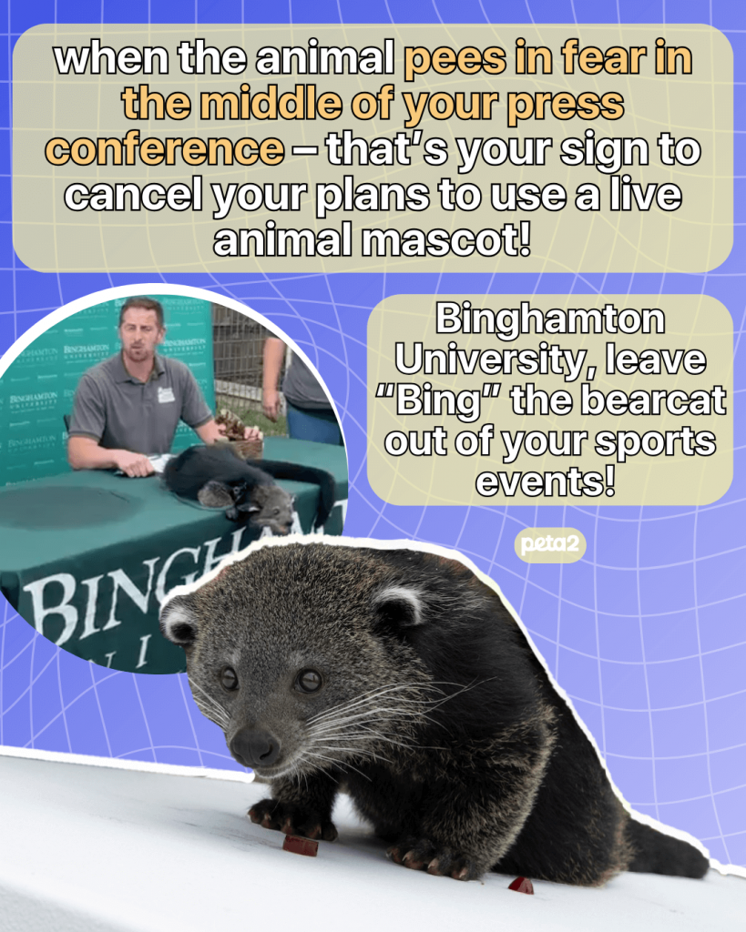 PETA Urges Binghamton University President to Scrap Plans for Exploiting a Live Bearcat as a Mascot