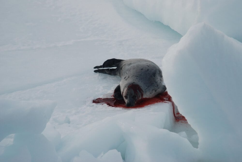 PETA Entities Call On European Commission to Continue to Protect Seals From Violent Commercial Slaughter