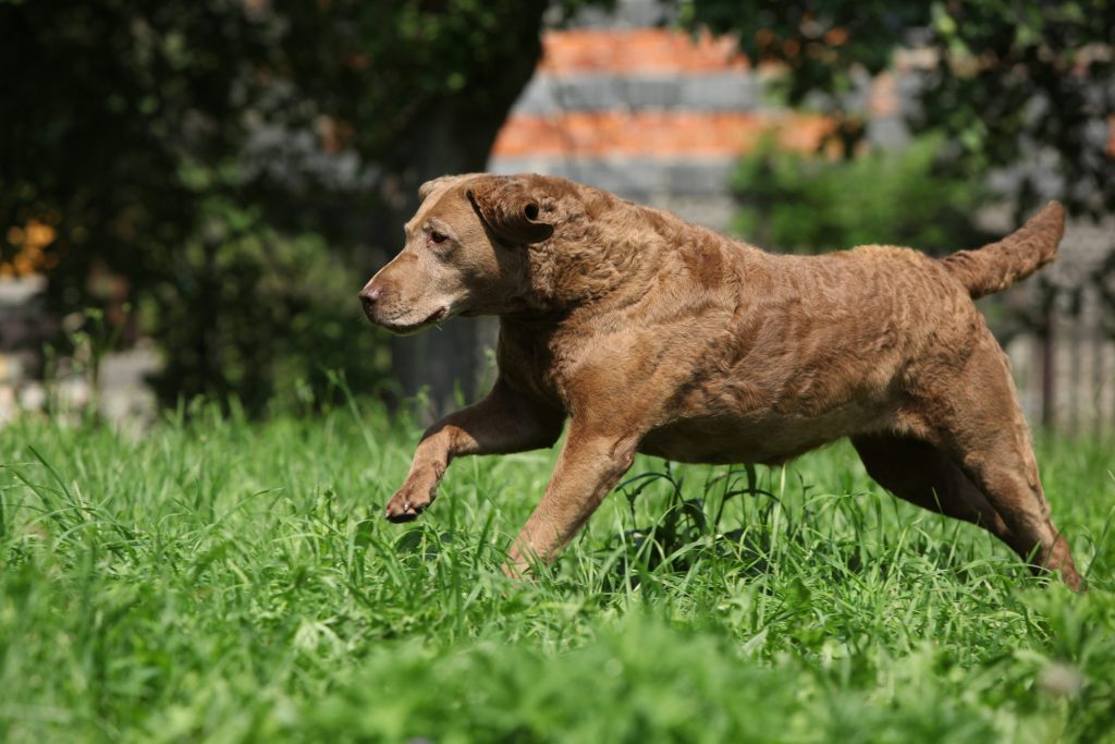 How Long Should My Chesapeake Bay Retriever Sleep?