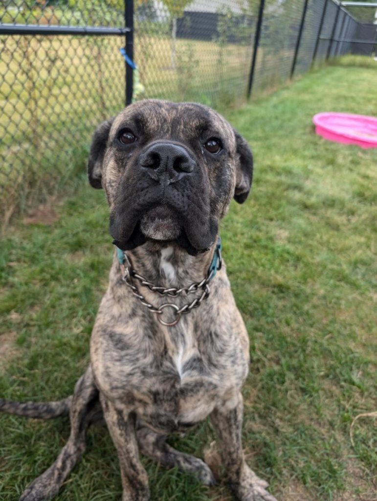 It’s National Dog Day and your new best friend could be waiting at the Ontario SPCA