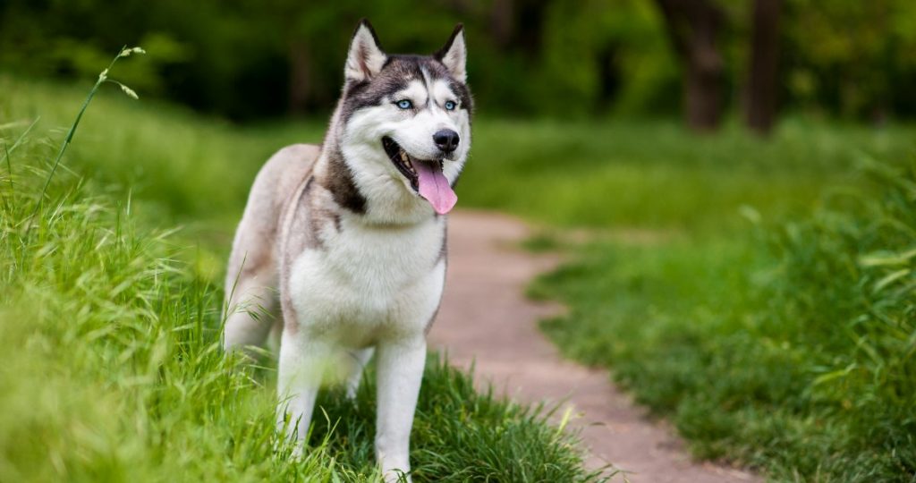 12 Most Photogenic Dog Breeds