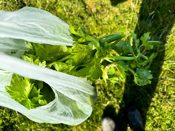 Last of the Celery