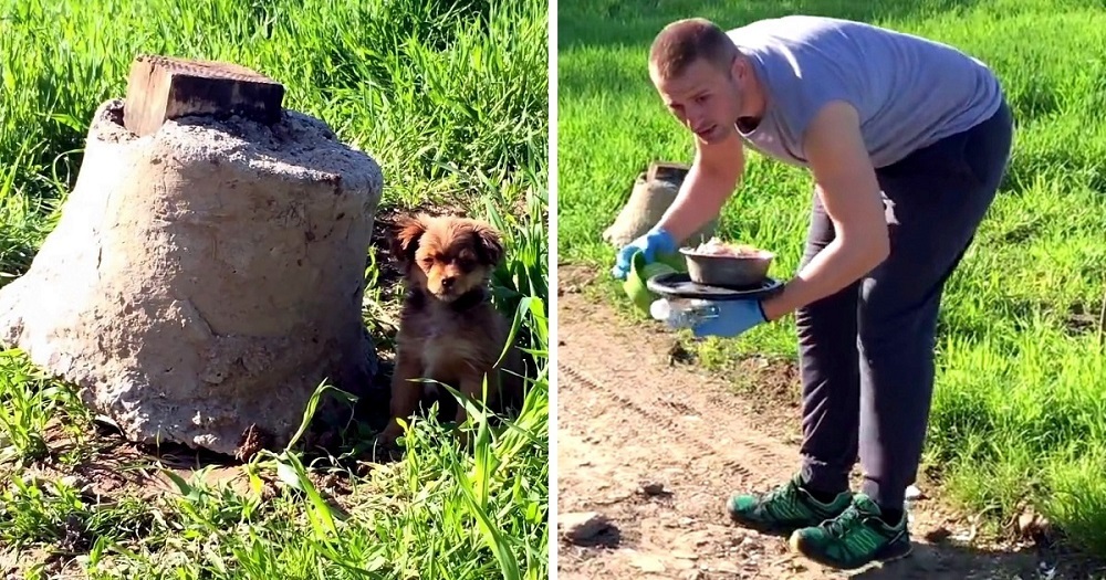 Man Thought He Saving A Puppy But He Got Ambushed Instead