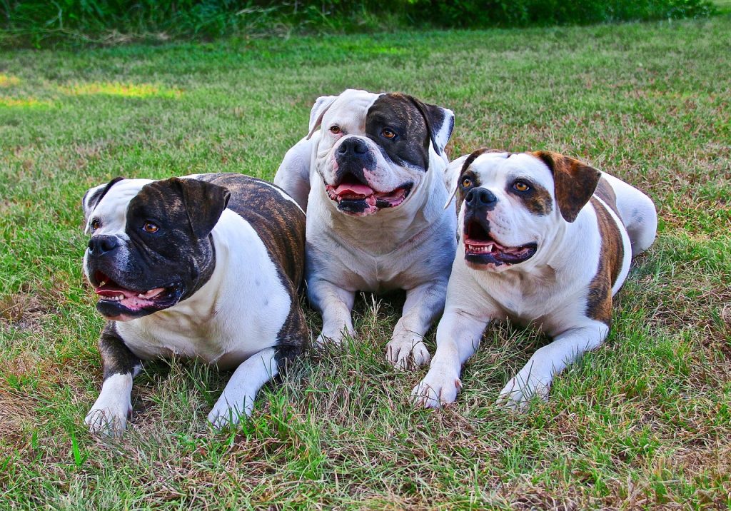 6 Dog Breeds Commonly Mistaken for Pit Bulls