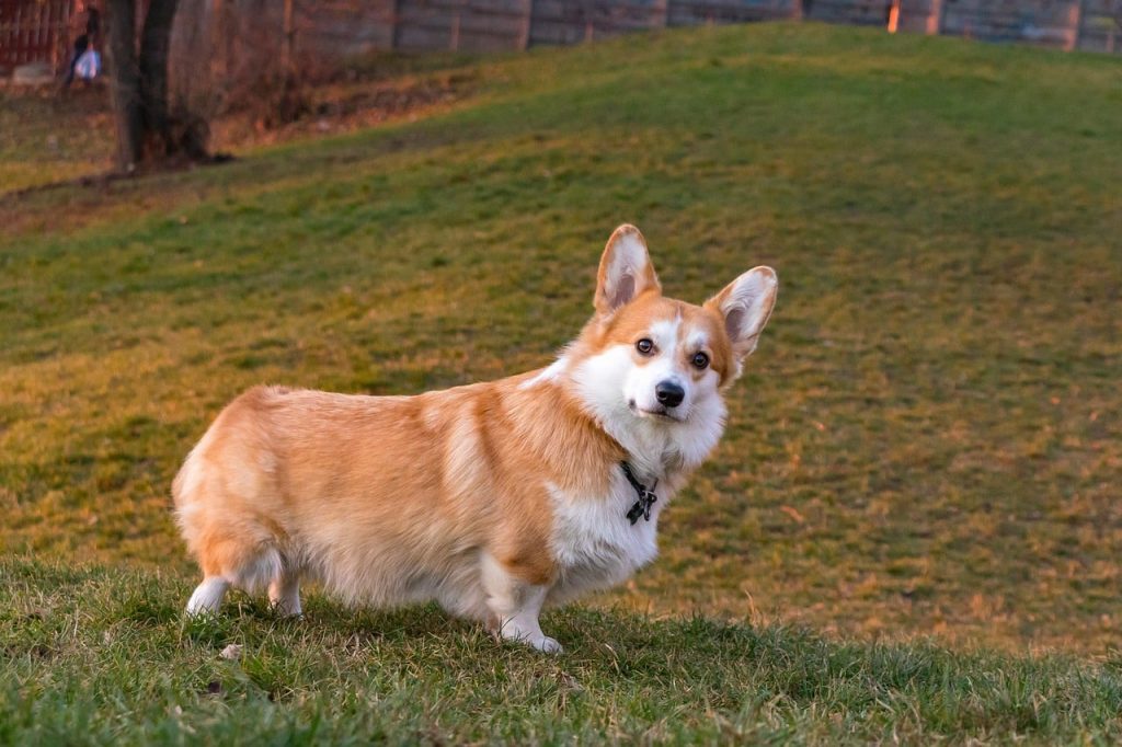 11 Dog Breeds with Bottomless Bellies