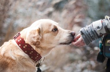 8 Best Dog Foods for Labrador Retrievers with NO Fillers