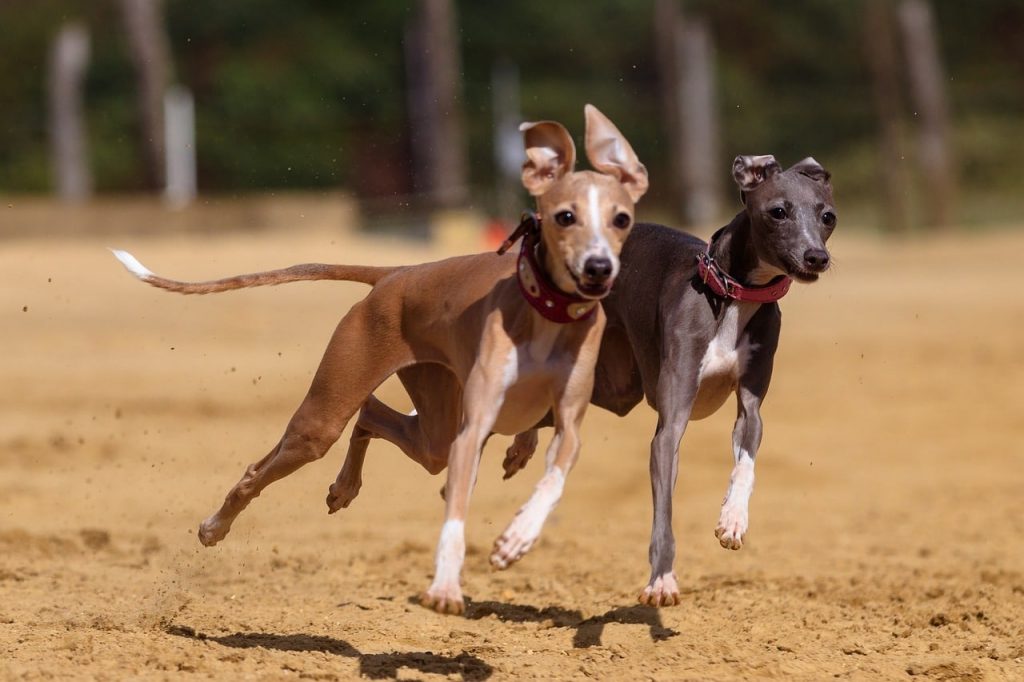 8 Dog Breeds with Unexpected Superpowers