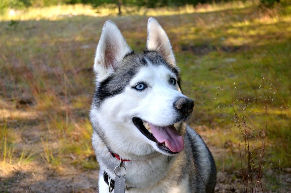 9 Stunning Blue-Eyed Dog Breeds