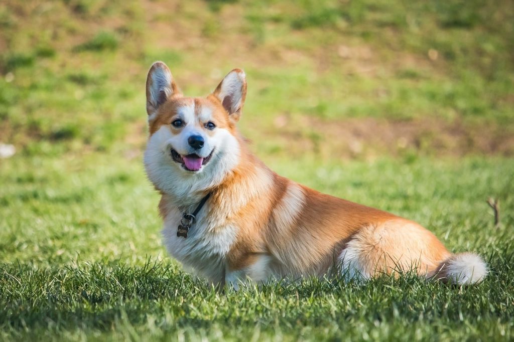 The Best 21 Dog Breeds for 1st Time Owners