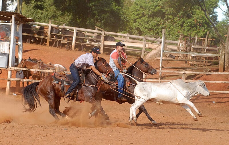 PETA Flames Beutler and Son Rodeo Company After Dozens of Horses Die