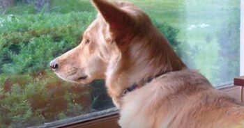 Dog Constantly Stares Out Window To Connect With Someone On Other Side