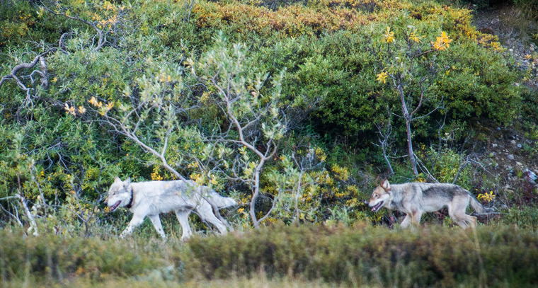 Your support saves wolves and other endangered species