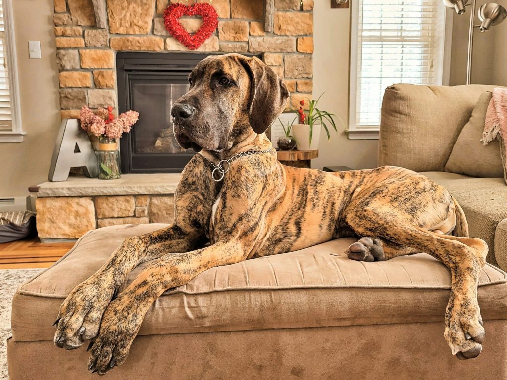 11 Cuddly Dog Breeds That Will Steal Your Bed Space