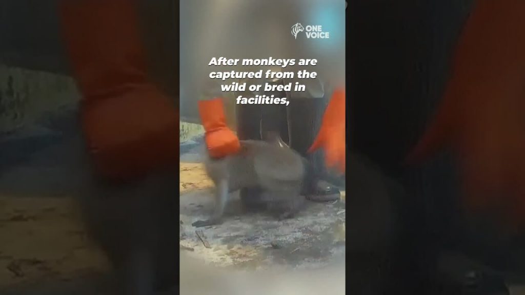 Campaign Updates: Ethiopian Airlines Sends Monkeys to Their Deaths in U.S. Labs