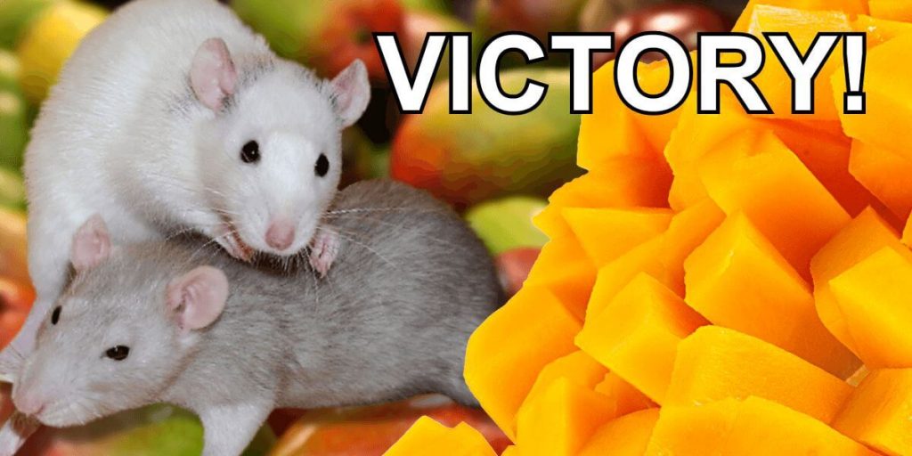 Victory! National Mango Board’s Seedy Tests on Rats and Mice End Following Pressure From PETA