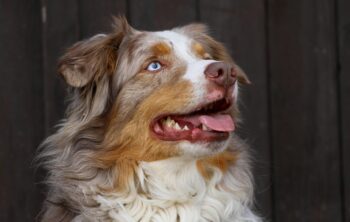 8 Best Dog Foods for Australian Shepherds with NO Fillers