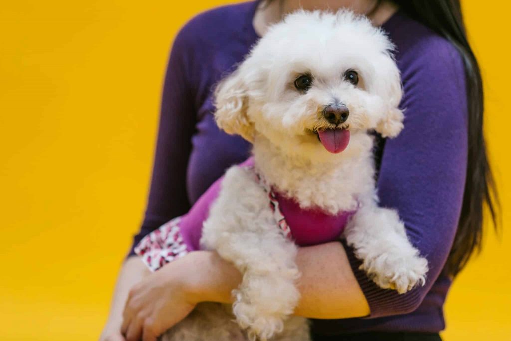 15 Best Dog Breeds for Someone in Their 20s