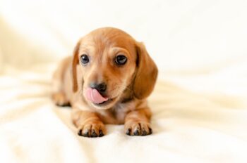 8 Best Dog Foods for Dachshunds with NO Fillers