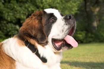 8 Best Dog Foods for St. Bernards with NO Fillers