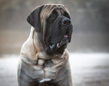 8 Best Dog Foods for Mastiffs with NO Fillers