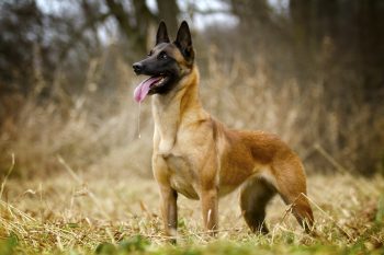 16 Fearless Dog Guardians: Best Breeds to Protect Your Castle