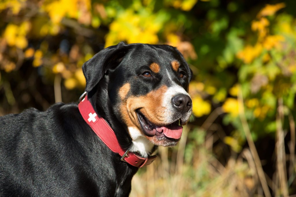 8 Stunning Tricolor Dog Breeds