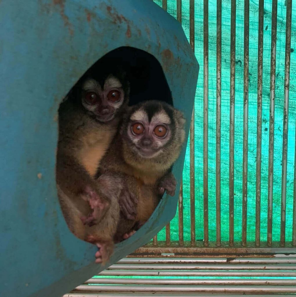 Federal Report Confirms PETA’s Findings: NIH Wastes Your Money Without a Care