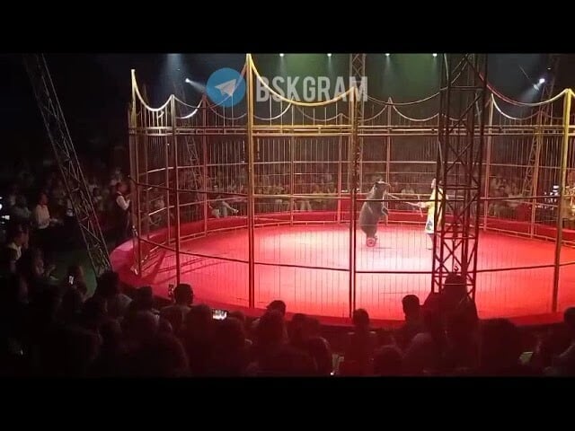 VIDEO: Bear Forced to Perform in Russian Circus Fights Back