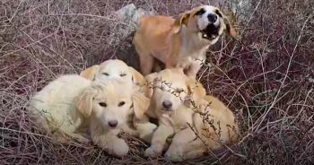 Couple Rescues Three Starving Puppies But Their Brother Goes On The Run