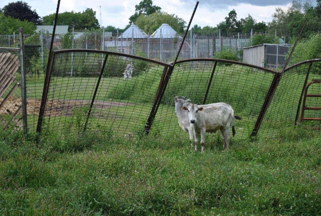 Dilapidated Enclosures, Dead Animals at Animal Haven Zoo