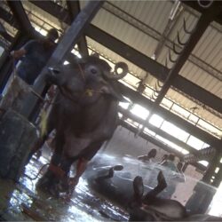 Animals milked dry before illegal slaughter, investigation shows