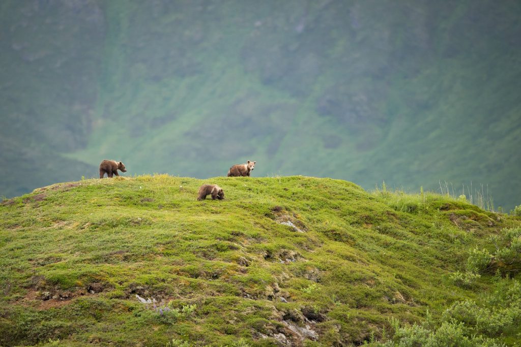 National Wildlife Refuge Association Appoints Desirée Sorenson-Groves As President & CEO