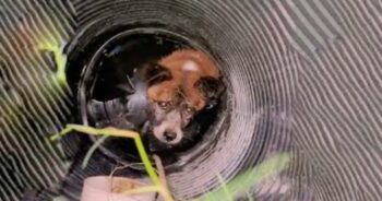 Dog Fell Into Well And Fought To Keep His Head Above Water