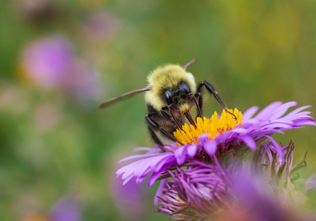 Bipartisan Resolution Honors National Wildlife Refuge Week