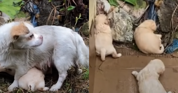 Starving Mother Dog Tried to Keep Her ‘Crying’ Puppies Warm in the Rain