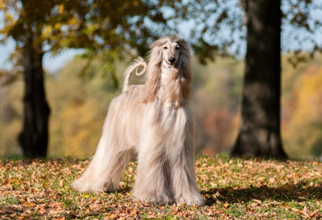 10 Most Photogenic Dog Breeds On Earth