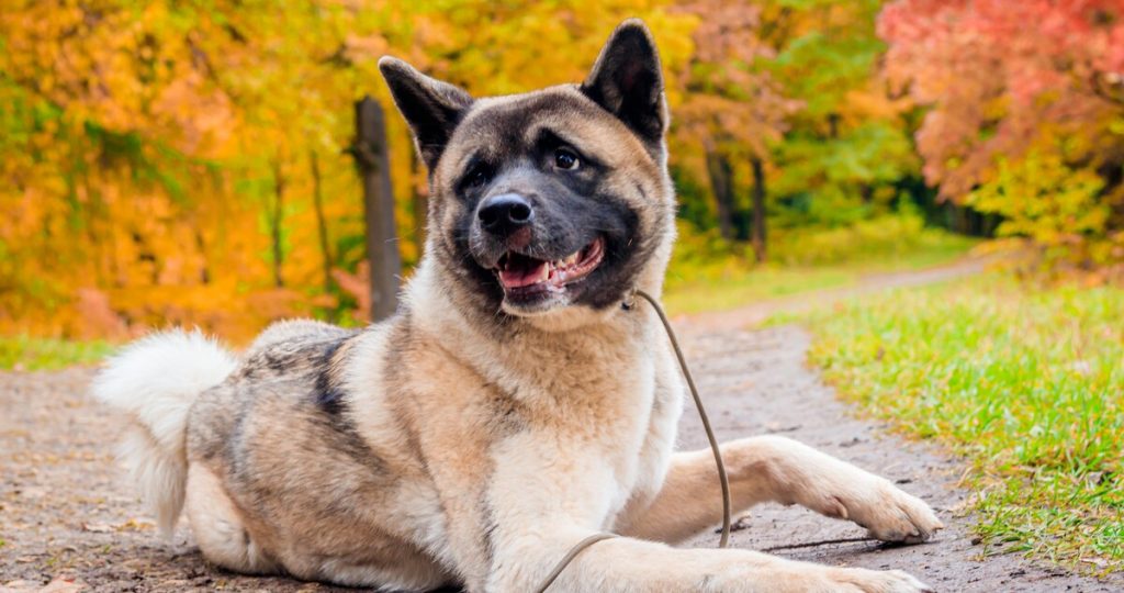 13 Dog Breeds Who are NOT Prone to Separation Anxiety