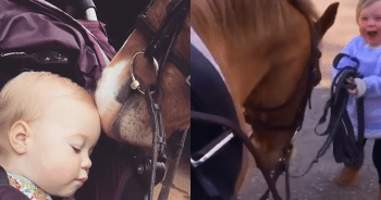 Adorable Pony Can’t Contain Joy When Meeting Baby Sister for the First Time