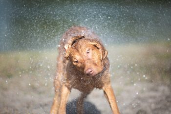 5 Myths About Chesapeake Bay Retrievers You Should Stop Believing