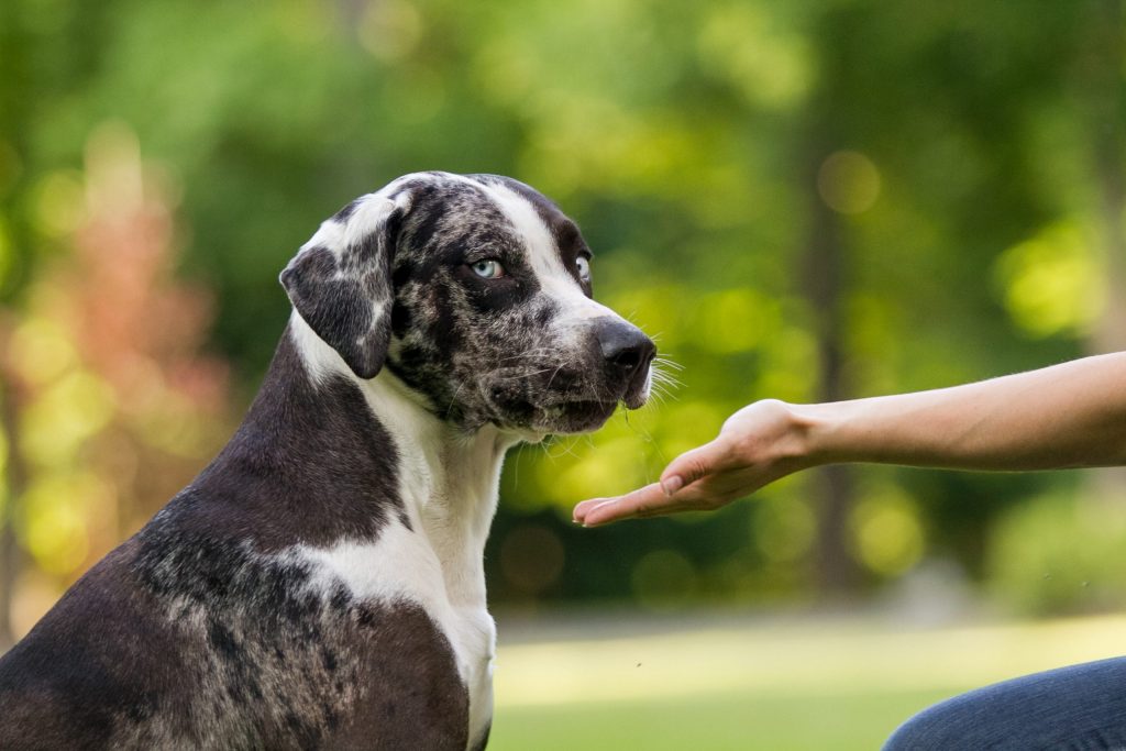 7 Dog Breeds With The Most Stunning Blue Eyes