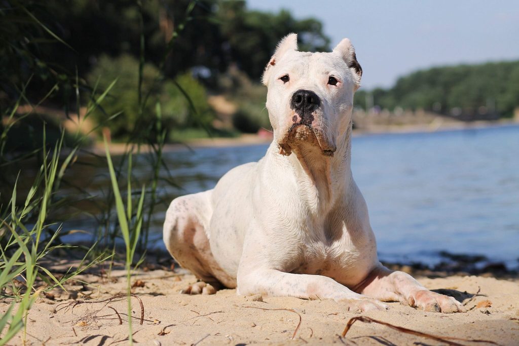 The 8 Most Muscular Dog Breeds