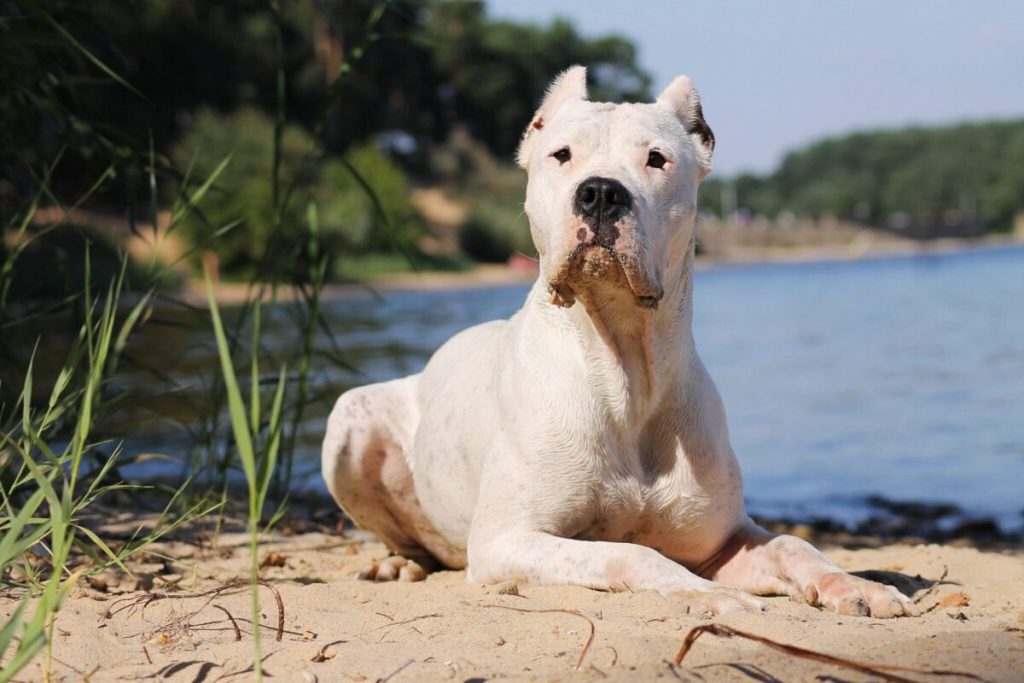 8 Obscure Dog Breeds with HUGE Vet Bills