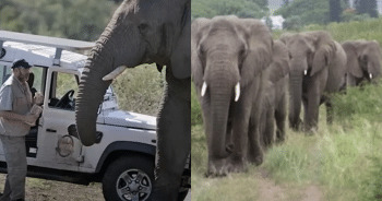 Man Who Spent Career Helping Elephants Honored with ‘Unforgettable’ Send-Off