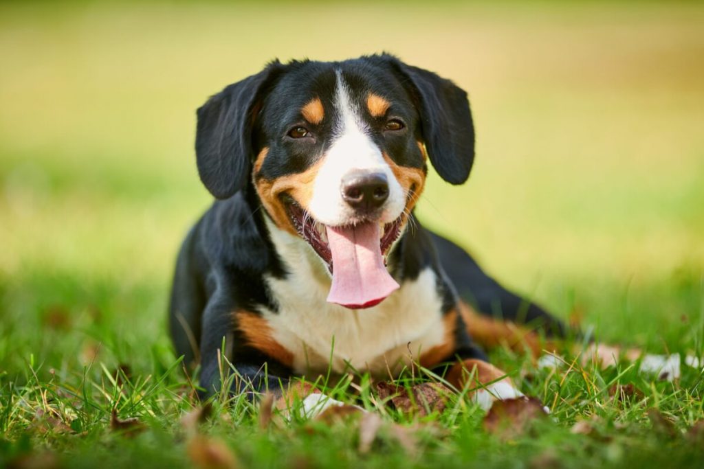 8 Little-Known Dog Breeds Who Are Inseperable from Their Owners