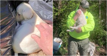 Crew Member Sees A Puppy Sleeping In The Trash And Knows It’s Meant To Be