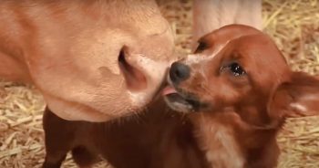 Orphan Puppy Was Raised By Mama Cow Wept When She’s Taken Away