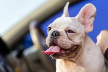 8 Dog Breeds Veterinarians Wish People Would Stop Buying